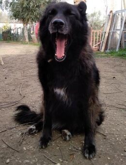 JEANY - anhänglich & verschmust..... - Kempen