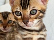 Bengal Kitten - Vörstetten