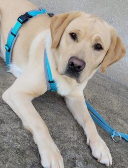 Labrador Deckrüde reinrassig - Oßling