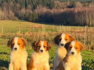 Nederlandse Kooikerhondje Welpen abzugeben - Waldmünchen Zentrum