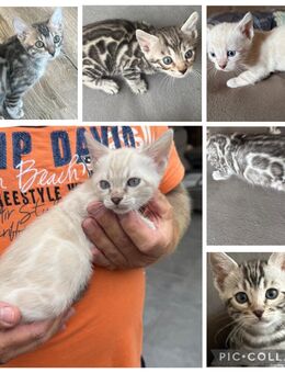 Wunderschönen Bengal Kitten mit Stammbaum - Dortmund