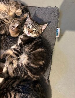 Süßes kitten sucht ein liebevolles Zuhause - Borgholzhausen