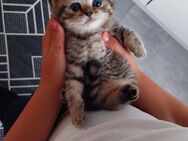 BKH KITTEN reinrassige - Herten