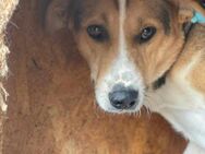 Ängstl.YUKI sucht erfahrenes Zuhaus - Neuberg