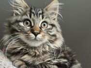 Kätzchen sucht liebevolles Zuhause // Maine Coon Mix - Modautal