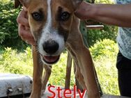 STELY ❤ sucht Zuhause oder Pflegestelle - Langenhagen