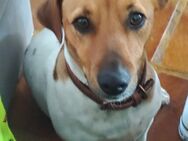 Jack Russel und Mini Pinscher abzugeben - Hohenwart