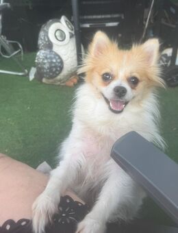 Pomeranian Hündin - Dortmund