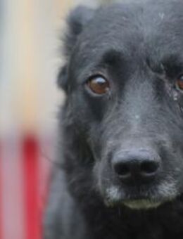 Akai - liebenswerter Rüde - Lohra