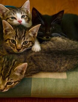 Süßes kleines Katzenmädchen sucht ein Zuhause. - Nörten-Hardenberg