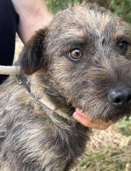 Süßer Mix Rüde, 2 Jahre - Kappeln (Schleswig-Holstein)