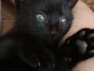 3 Monat altes Babykatze sucht neues Zuhause Dringend! - Peine