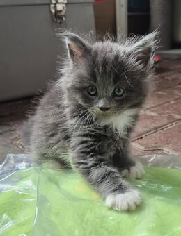 Letzte Maine Coon Prinzessin - Herzberg (Elster)