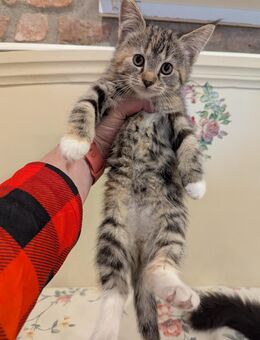 Süße kleine Maine coon Perser ekh katze - Kyritz