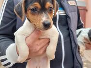 Verkaufe süßen Jack Russell rüden und Weibchen - Wanzleben-Börde Bottmersdorf