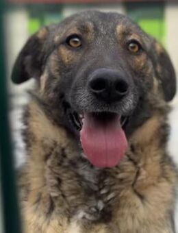 💚 Charmanter Junghund Eroll 🐾 - Eislingen (Fils)