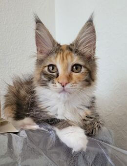 Maine Coon Mädels - Allensbach