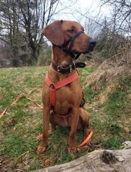Lola sucht ihren Platz - Schmitten