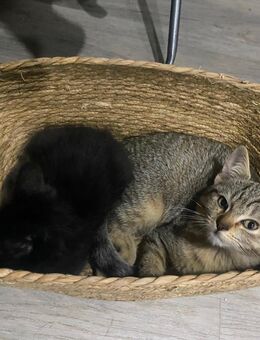 Siam/bkh -mix Kitten - Salzgitter