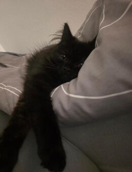 Süße mix Kitte - Herne Eickel