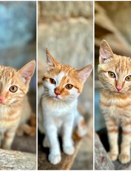 Katzenbabys zu verkaufen - Höchstadt (Aisch)