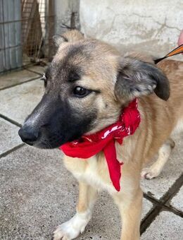 Amy - aktiv, verspielt und neugierig - Heppenheim (Bergstraße)