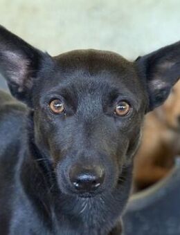 Porto, geb. ca. 01/2025, 79576 Weil a. R - Euskirchen