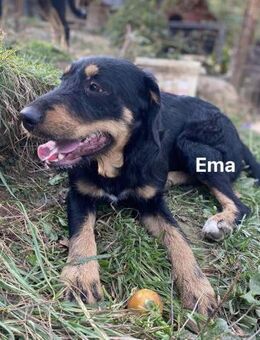 Emma - toller Charakter - Grainau