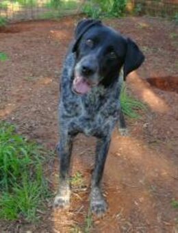 Paco sucht sein Zuhause - Fronreute