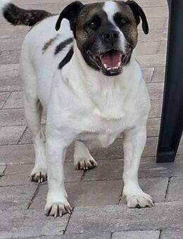 Mona sucht ein Zuhause Vermittlungshilfe - Mildstedt