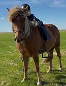 Toller Tölter für anspruchsvolle Freizeitreiter in 21775