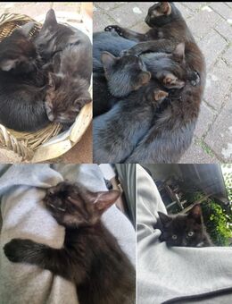 Babykatze, Katzenkind, - Gosen-Neu Zittau