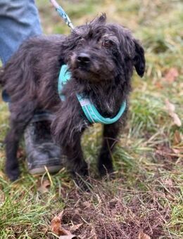 Ich heiße Jimmy ... mit Video - Frankfurt (Main)