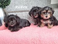 Malteser-Yorkshire Terrier (Morkie) welpen/Chip - Simbach