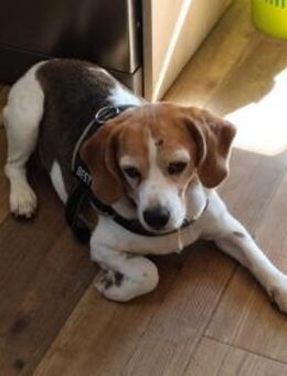 Beagle Lora Weg raus aus der Misere - Jade