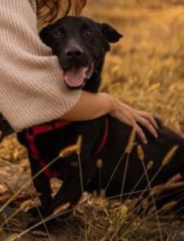 Blacky ♥ Aron ♥ sucht Schutz & Liebe - Hamburg