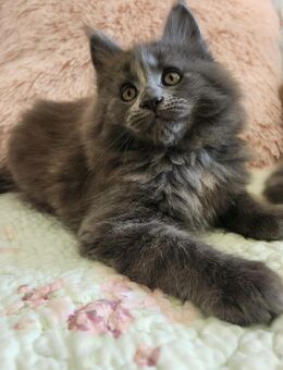 =^..^=Wunderschöne Maine Coon kitten mit Stammbaum aus seriöser Zucht =^..^= - Bad Berleburg