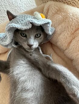 Russisch Blau Kater - Langen (Hessen)