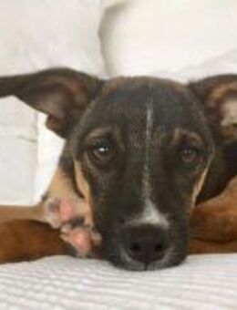 Arnaud ist eine liebe kleine Seele - Karben