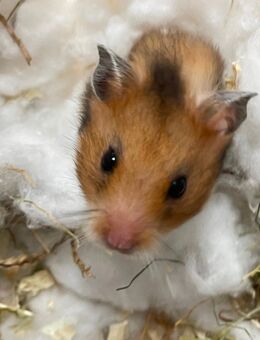 Goldhamster, 2 Jungtiere und ein Zuchtweibchen - Kleinniedesheim
