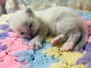 Heilige Birma Kitten reinrassig - München Trudering-Riem