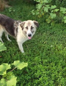 Artur - liebt es ruhig - Dreikirchen