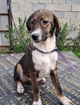 🍂 wunderschöne Junghündin Christie 🐕 - Eislingen (Fils)