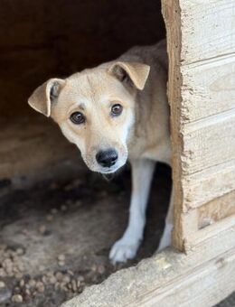 Sanfte Seele Lynn braucht viel Zeit - Chemnitz
