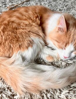 Katze Kitten Katzenbaby aus dem Tierschutz - Stuttgart