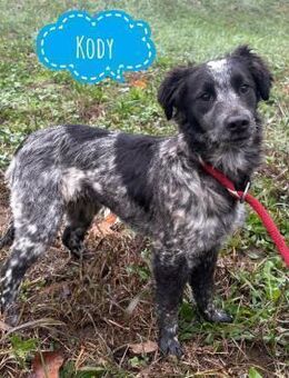 Kody ein kleiner Schatz - Flörsheim-Dalsheim