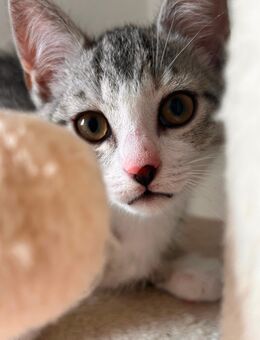 Zauberhafte Kitten suchen ein liebevolles Zuhause - Lohne (Oldenburg)