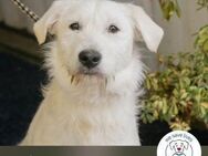 Luzie: Samtpfote sucht DICH - Kirchzell
