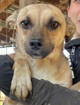 KILA ~ schwarze Schnauze/weiße Pfötchen - Duisburg