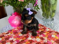 Reinrassige Yorkshire Terrier Welpen - Münsingen